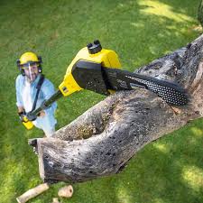 Best Tree Removal Services  in Crainvle, IL